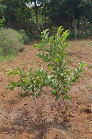 Taiwan Pink Guava Plant Manufacturer & Supplier in India